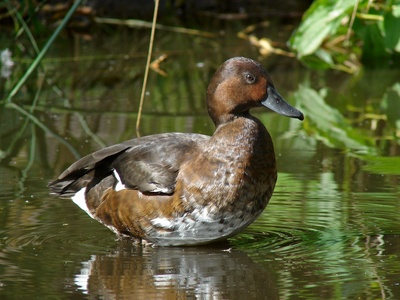 Ferruginous duck