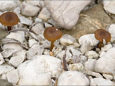 Fibrous Inocybe