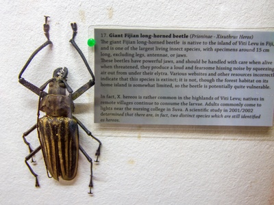 Fiji Giant Long-horned Beetle