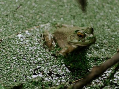 Fiji Ground Frog
