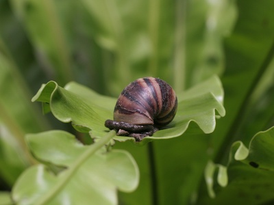 Fijian Garden Snail