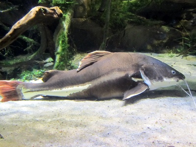Fin-backed Catfish