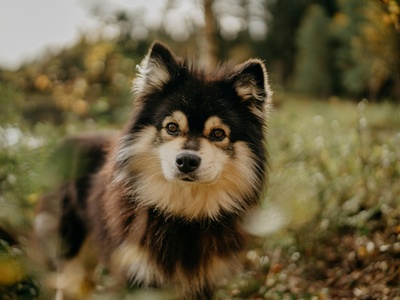 Finnish Lapphund