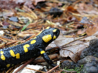 Fire Salamander