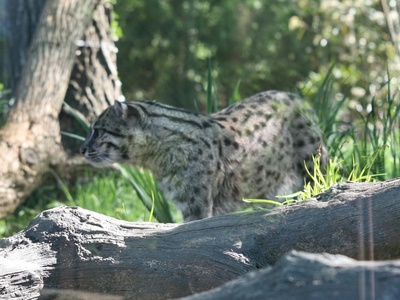 Fishing cat