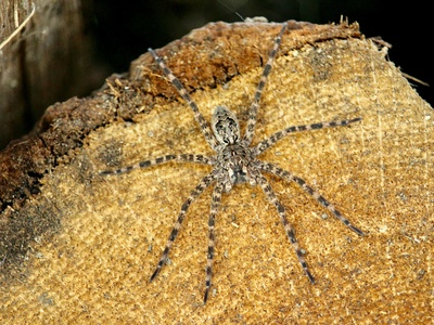 Fishing spider