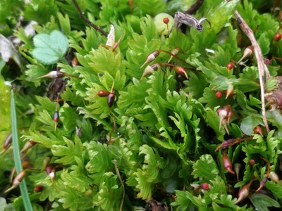 Fissidens moss