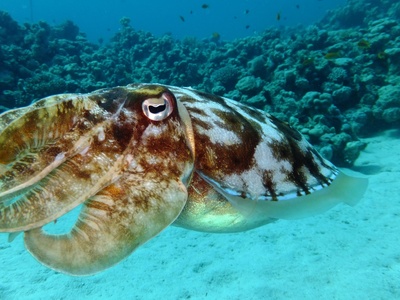 Flamboyant Cuttlefish