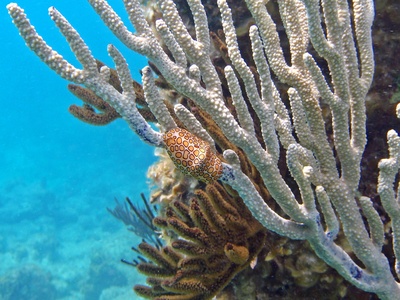 Flamingo Tongue Snail