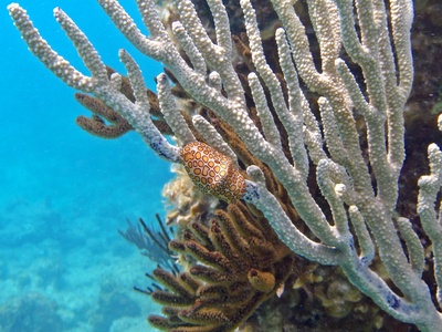 Flamingo Tongue Snail