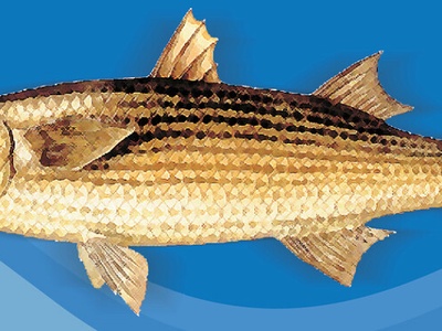 Flathead mullet