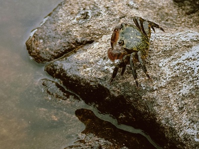 Flattie spider (wall crab) 