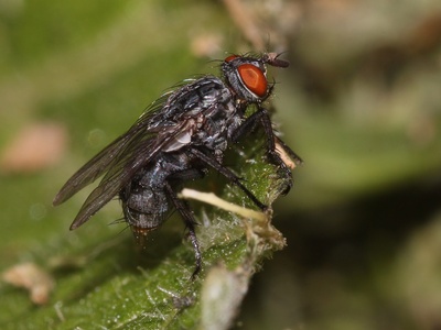 Flesh flies 