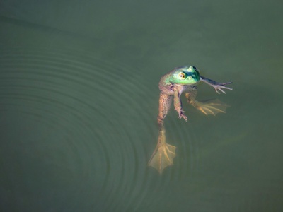 Floating Frog