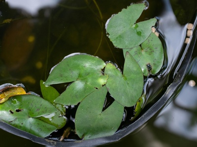 Floating Water-plantain