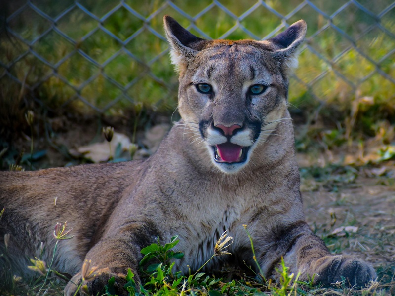 Animals Only Found in the United States - Flora Fauna Fun