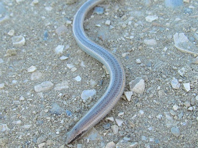 Florida Sand Skink