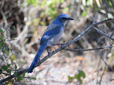 Florida Scrub-Jay