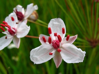 Flowering rush