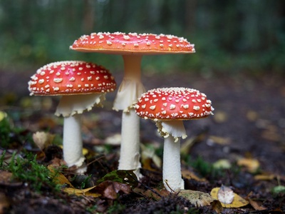 Fly agaric