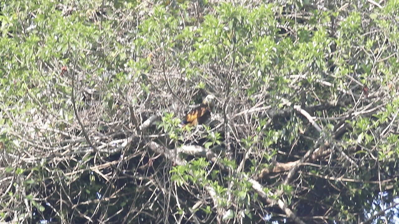 Saint Vincent parrot perched on rainforest branch