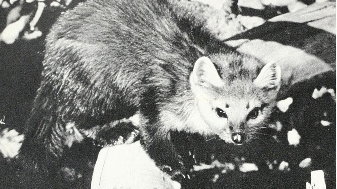 Sable in taiga and saiga antelope on steppe landscapes