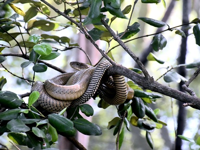 Forest Cobra