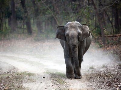 Forest Elephant