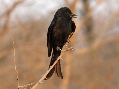 Fork-tailed Drongo