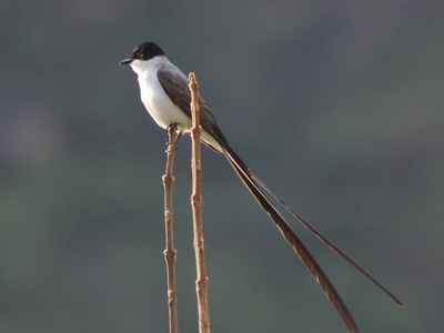 Fork‑tailed Flycatcher