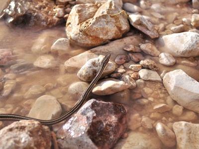 FORSKAL's Sand Snake