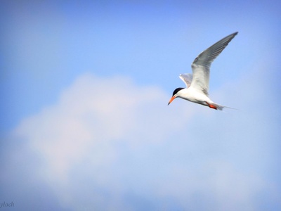 Forster's Tern