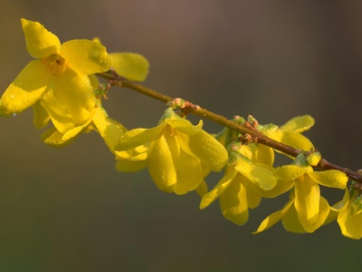 Forsythia