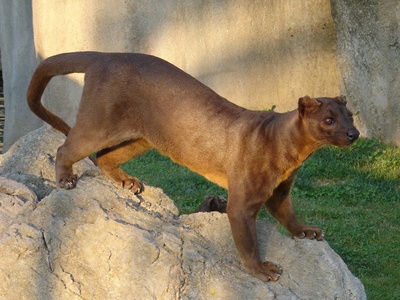 Fossa