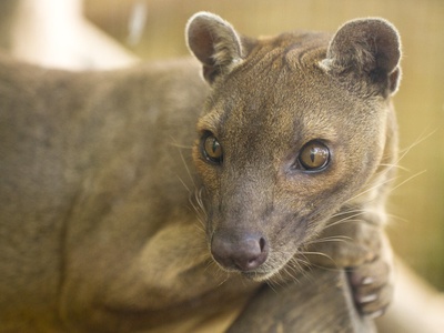 Fossa