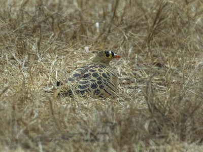 Four-banded Sandgrouse