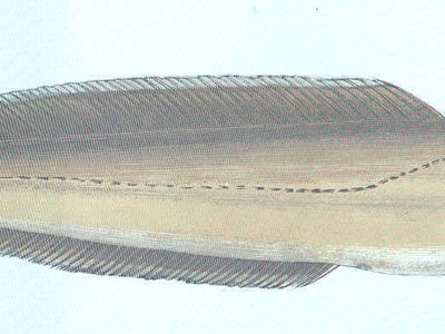 Four-bearded Rockling