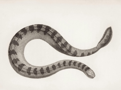 Four-lined Snake
