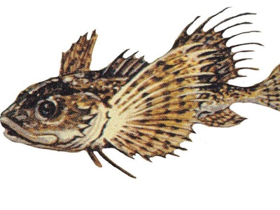 Fourhorn Sculpin