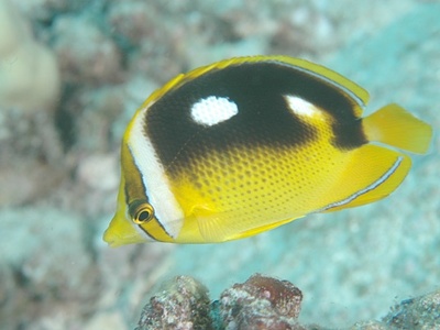 Fourspot butterflyfish