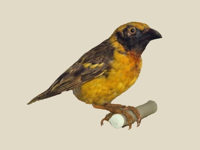 Fox's Weaver