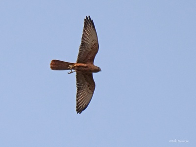 Fox Kestrel