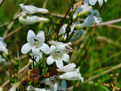 Foxglove Beardtongue