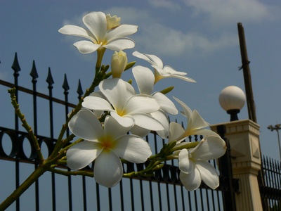 Frangipani (temple tree)
