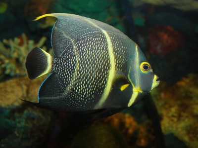 French angelfish
