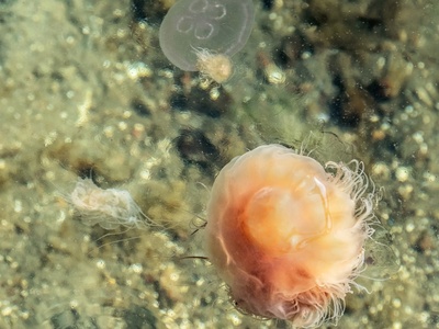 Freshwater jellyfish