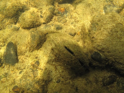 Freshwater mussel
