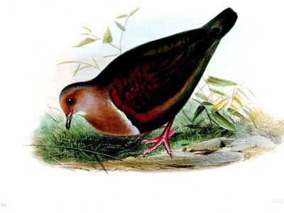 Friendly Ground Dove