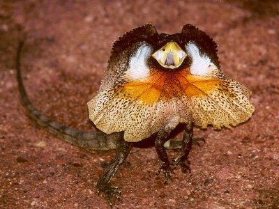 Frill-necked lizard