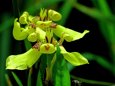 Frog Orchid